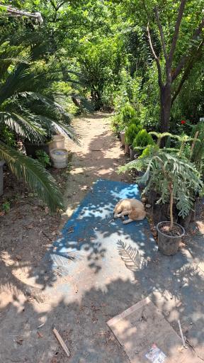 عکس مجتمع گل و نهال زینتی