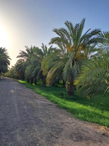 عکس باغ ظهیرالدوله