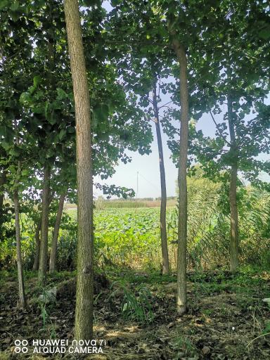 تالاب آب بندان