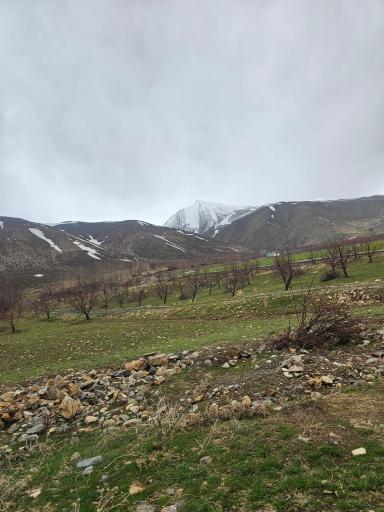 عکس بیکوس