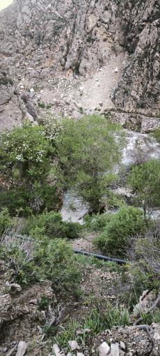 بیکوس
