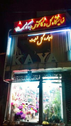 عکس گلفروشی ائوگولی