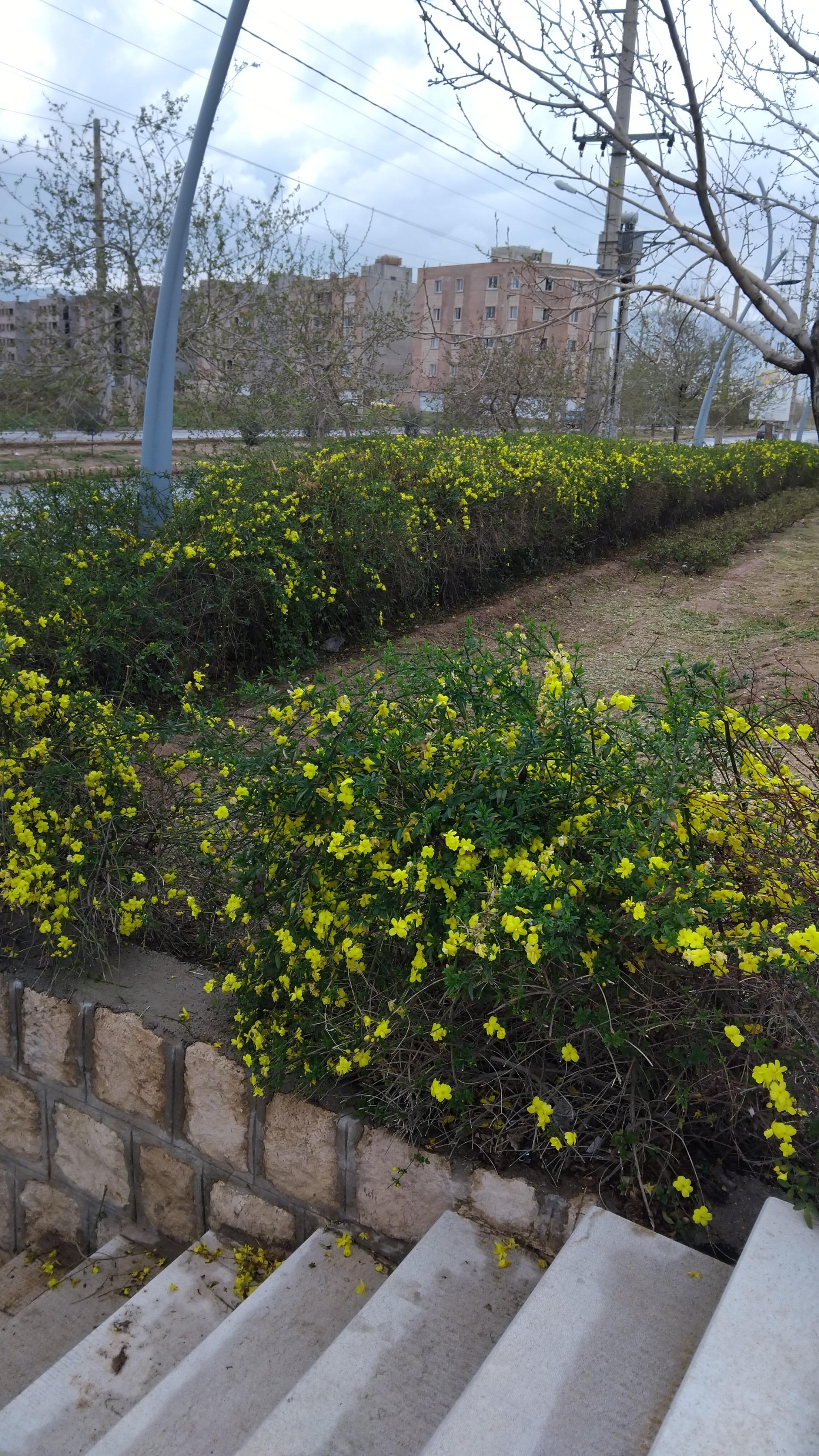 عکس پارک عرفان