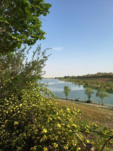 دریاچه ورزشگاه آزادی