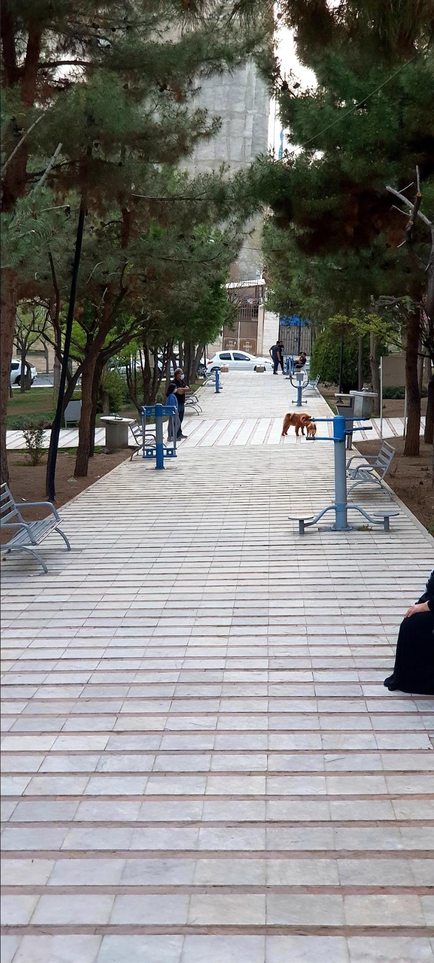 عکس پارک میخک