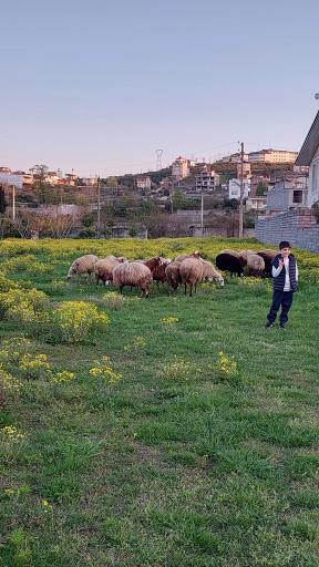 عکس آب بندان سوخته کلا قائمشهر