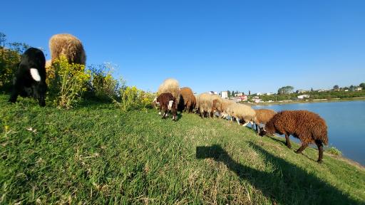 عکس آب بندان سوخته کلا قائمشهر