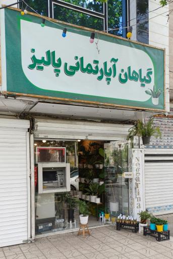 عکس گیاهان آپارتمانی پالیز