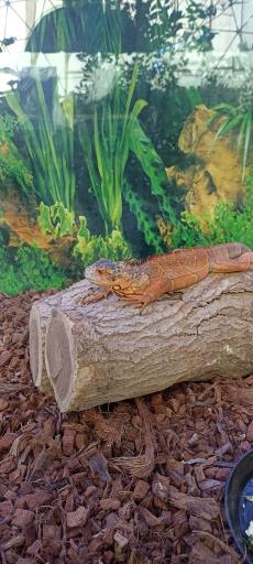 عکس پارک ژوراسیک مشهد 