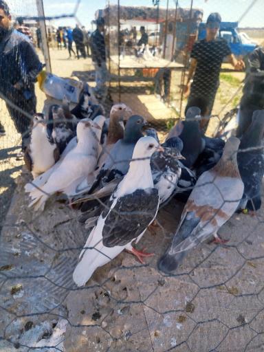 عکس جمعه بازار کبوتر ها