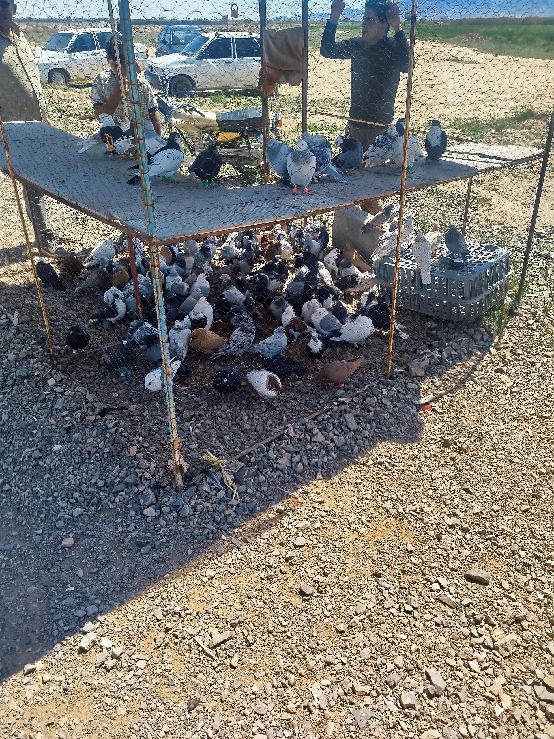 عکس جمعه بازار کبوتر ها