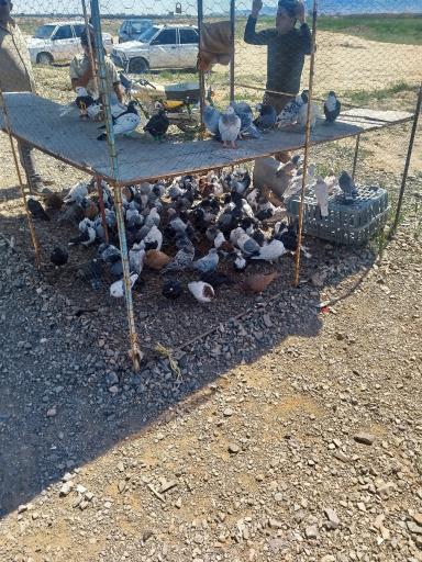 عکس جمعه بازار کبوتر ها