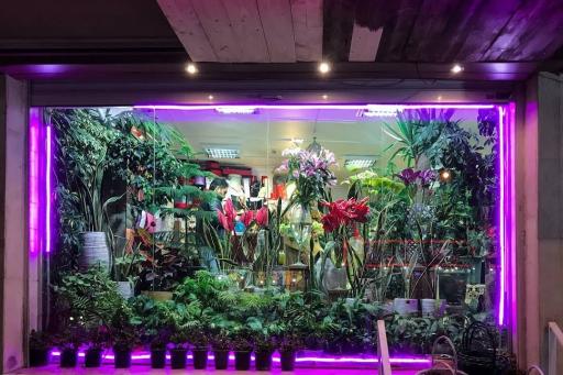 عکس گل سپنتا 