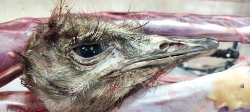 عرضه گوشت شتر مرغ رضایی نژاد 