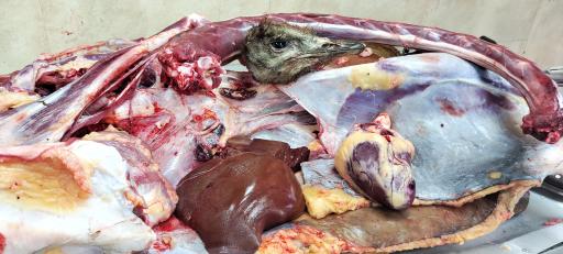 عرضه گوشت شتر مرغ رضایی نژاد 