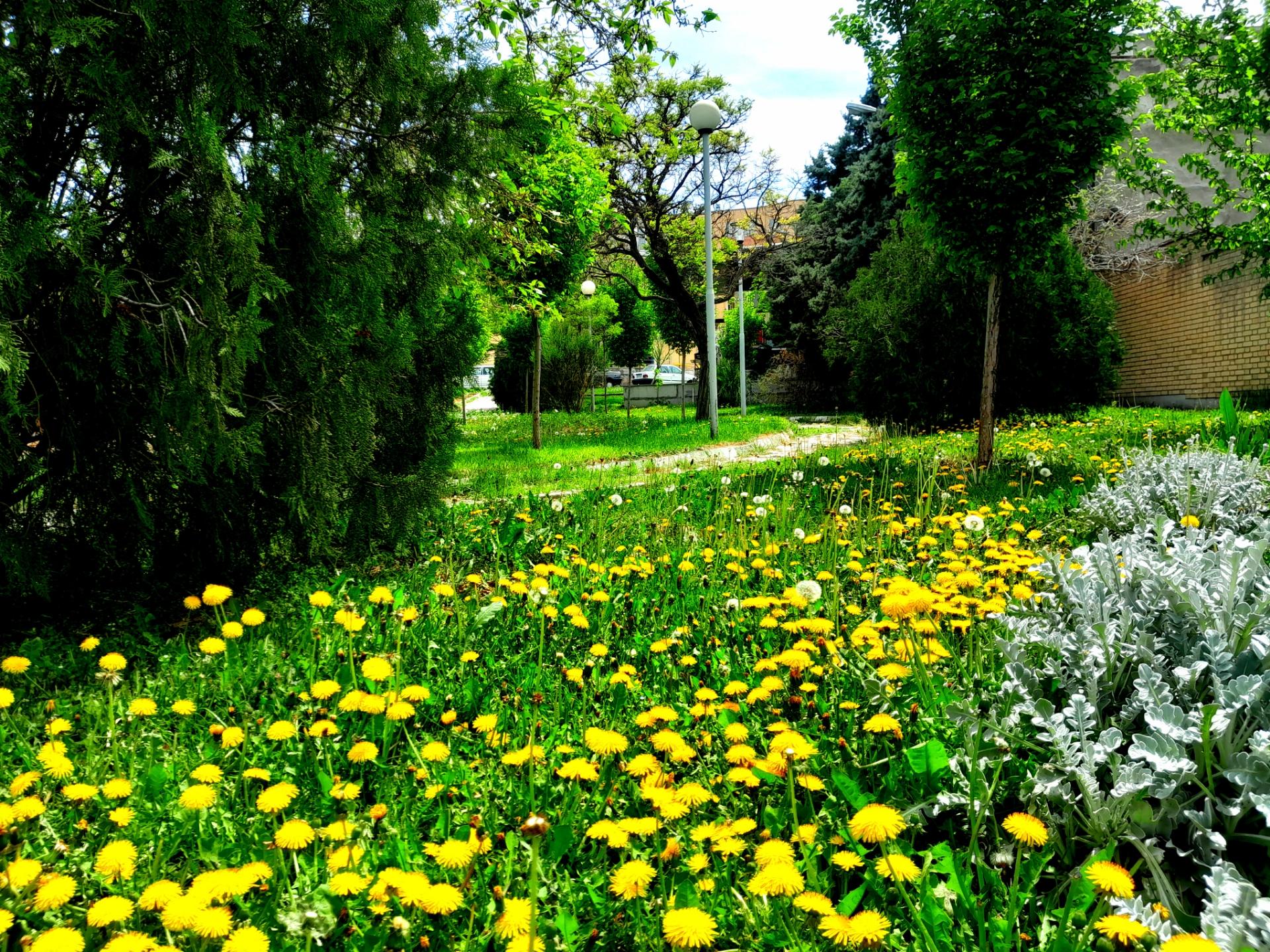 عکس فضای سبز