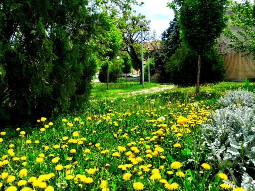 عکس فضای سبز