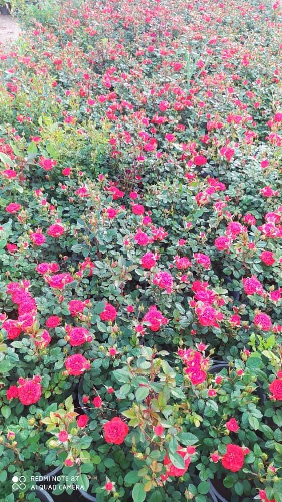 عکس گل و گیاه معصومی