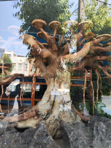 عکس آکواریوم امید