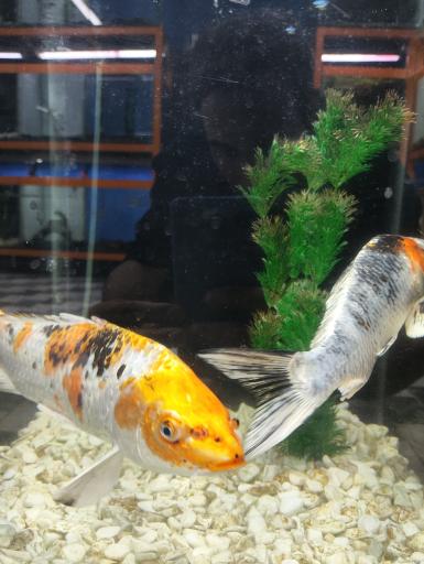 عکس آکواریوم امید