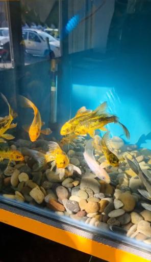 عکس آکواریوم امید