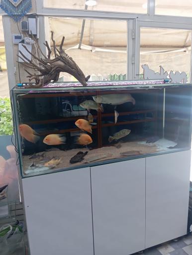 عکس آکواریوم امید