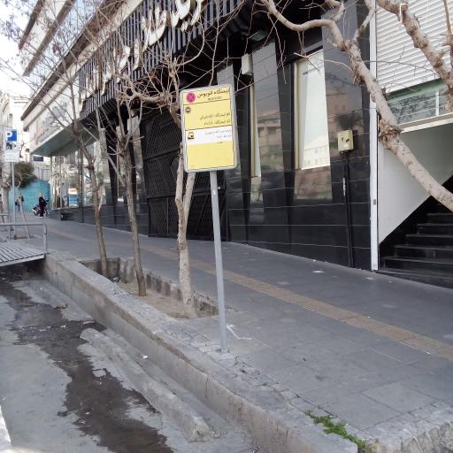 عکس لاله شرقی