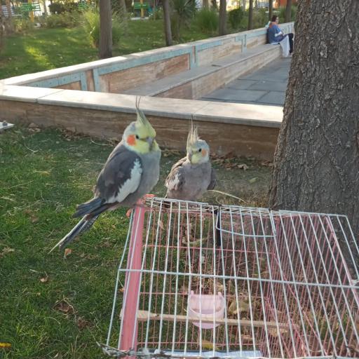 عکس بوستان ورزش