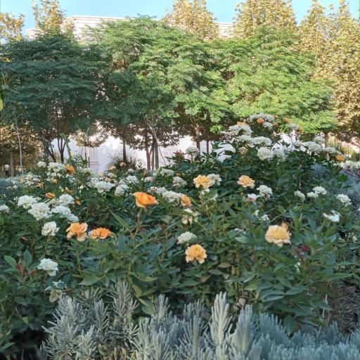 عکس بوستان ورزش