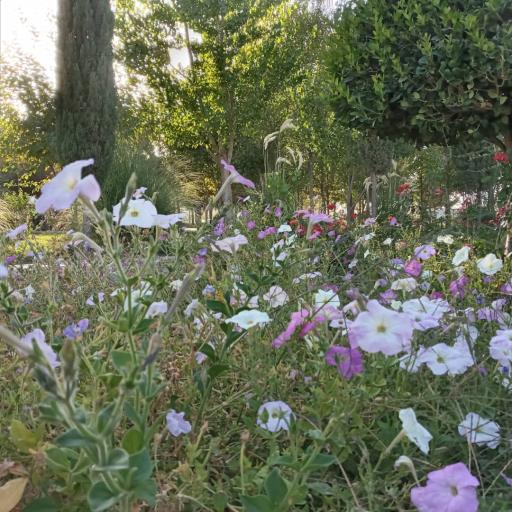 عکس بوستان ورزش