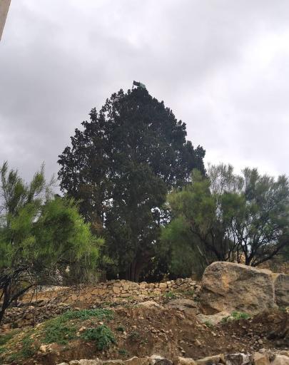 عکس سرو بزرگ کلانی