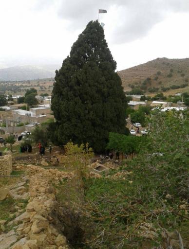 عکس سرو بزرگ کلانی