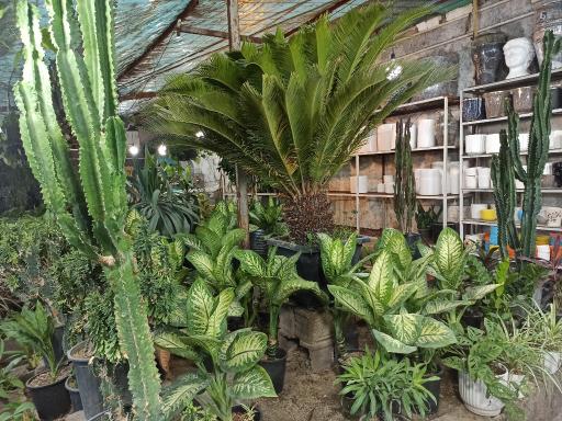 عکس گلخانه البرز