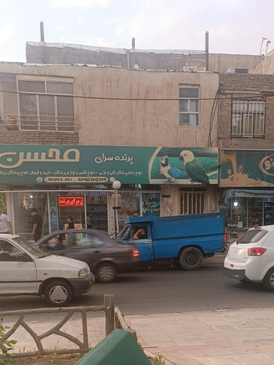 عکس پرنده سرای محسن