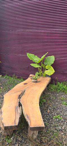 عکس دکان شبدر