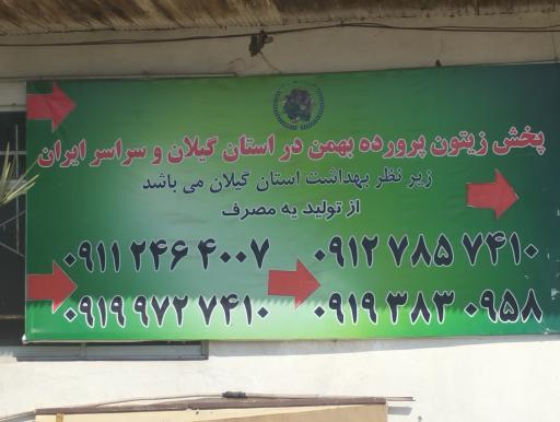 عکس زیتون پرورده بهمن 