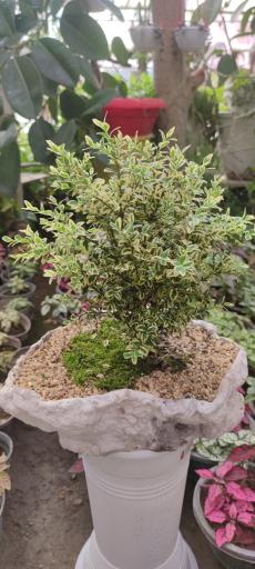 عکس گل و گیاه مهندس خبازی