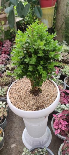 عکس گل و گیاه مهندس خبازی