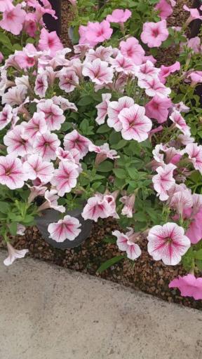 عکس گل و گیاه مهندس خبازی