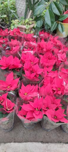 عکس گل و گیاه مهندس خبازی