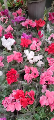 عکس گل و گیاه مهندس خبازی