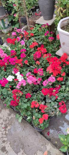 عکس گل و گیاه مهندس خبازی