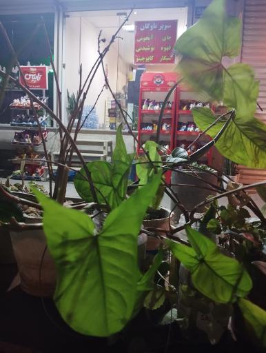 عکس سوپرمارکت ناوگان