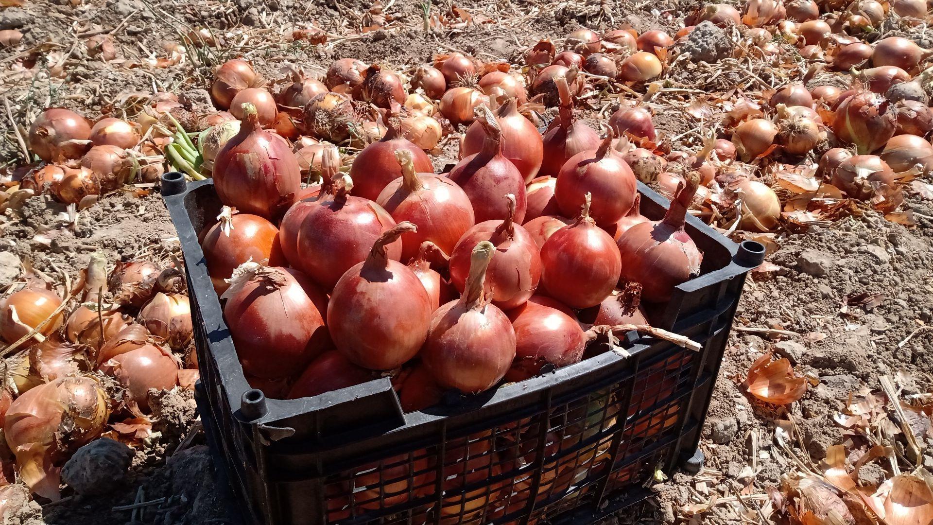 عکس بار فروشی عسکر قلی پور