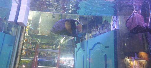 عکس آکواریوم آبی