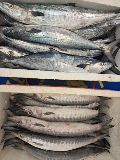 عکس مرغ و ماهی سعید