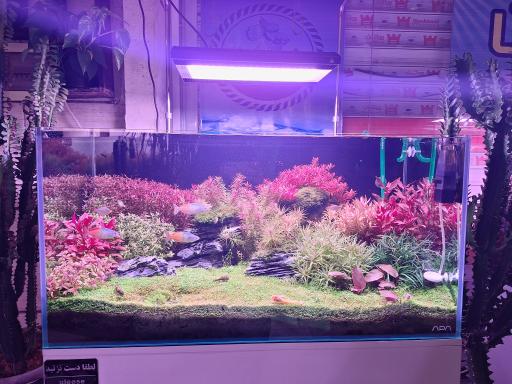 عکس اکواریوم آکوا پلنت 