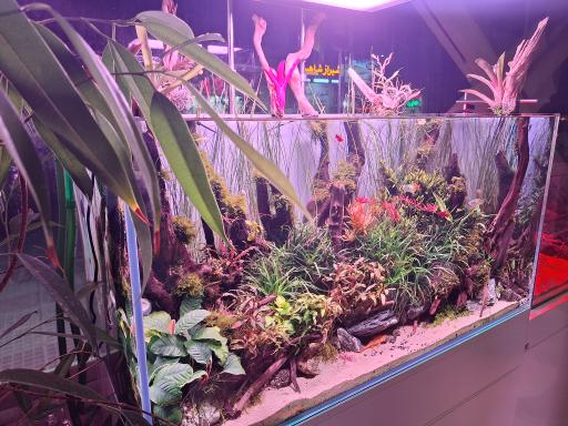 عکس اکواریوم آکوا پلنت 