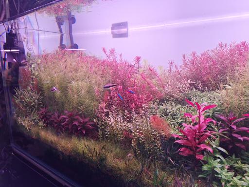 عکس اکواریوم آکوا پلنت 