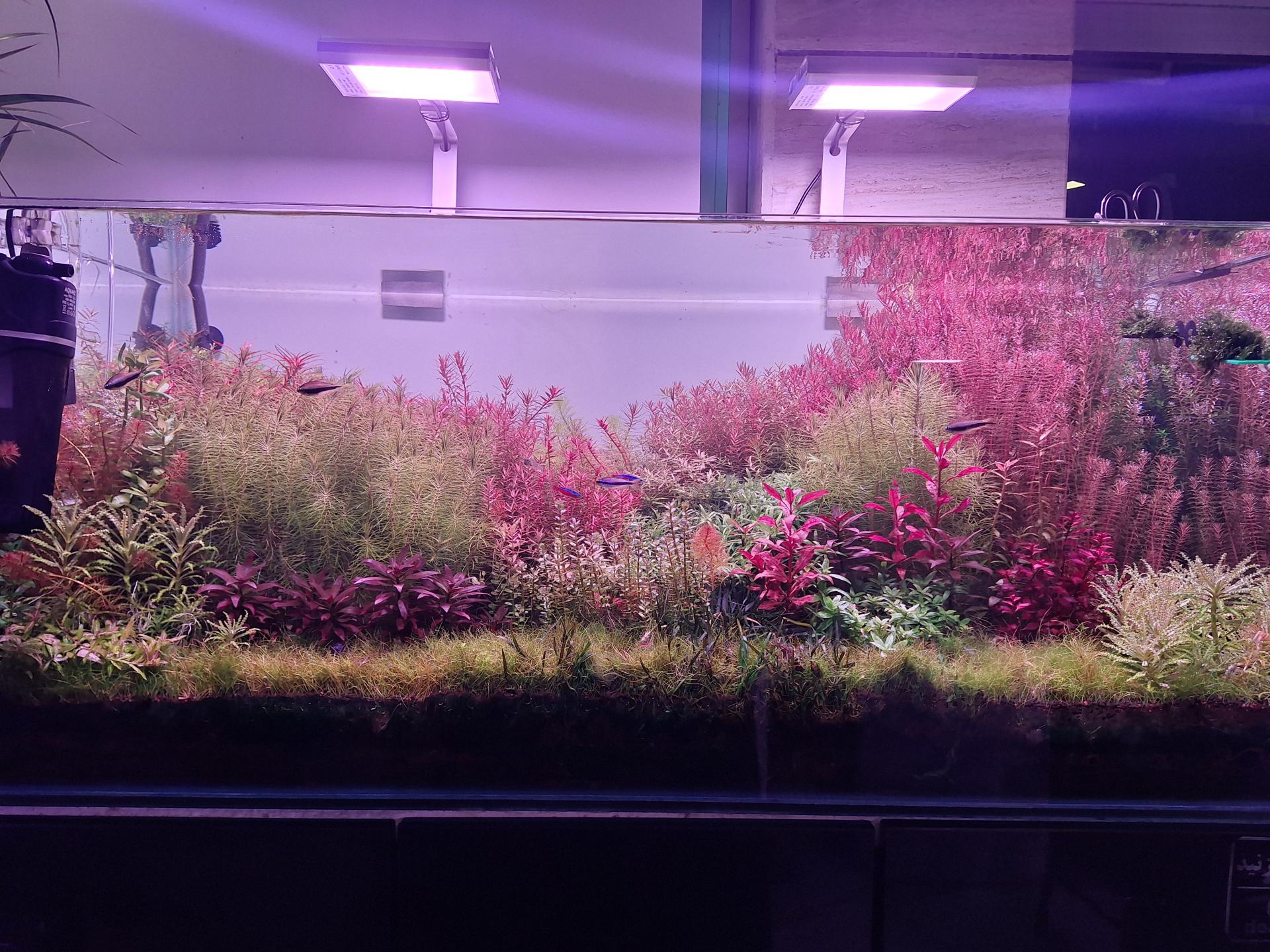 عکس آکواریوم آکوا پلنت